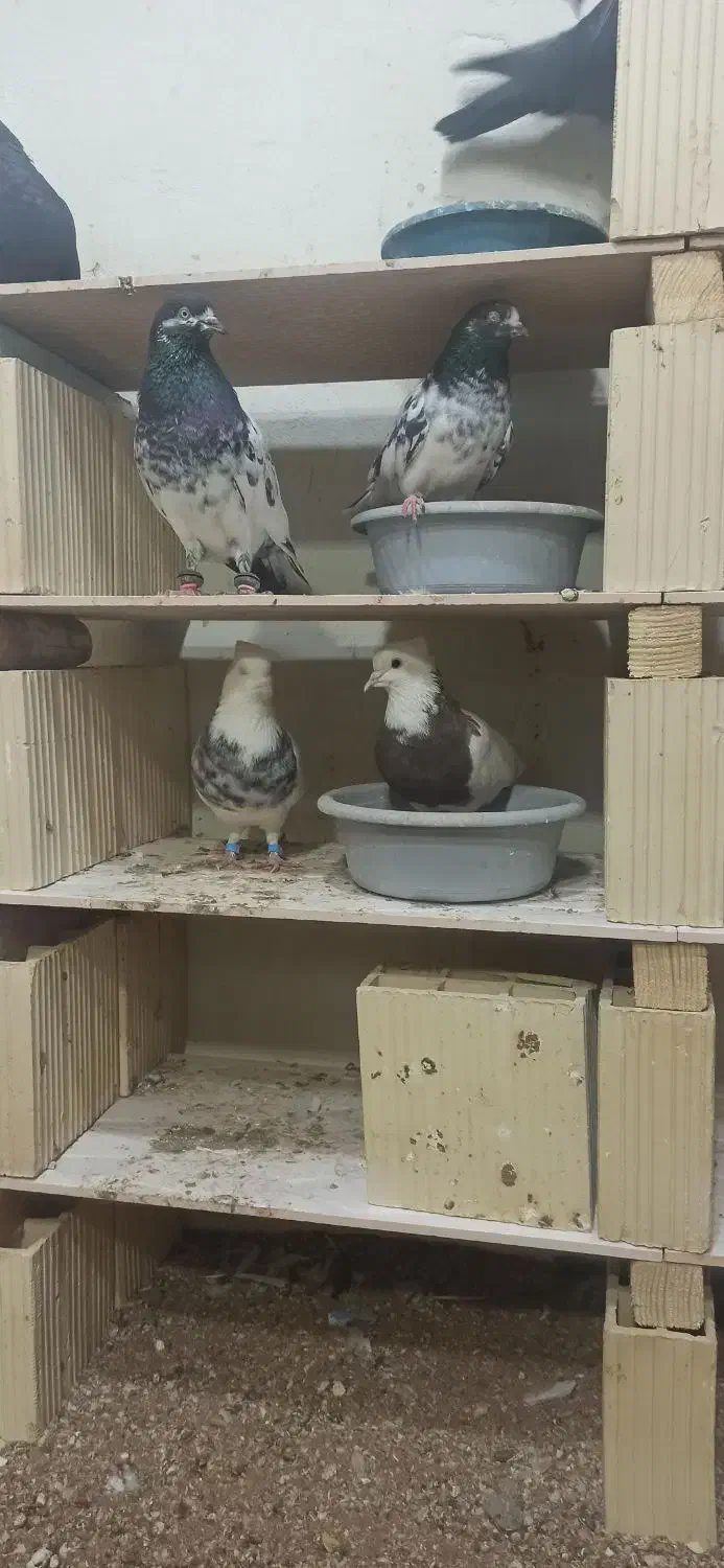 طوقی پاک شرط۲۵۰۰|پرنده|قشم, |دیوار