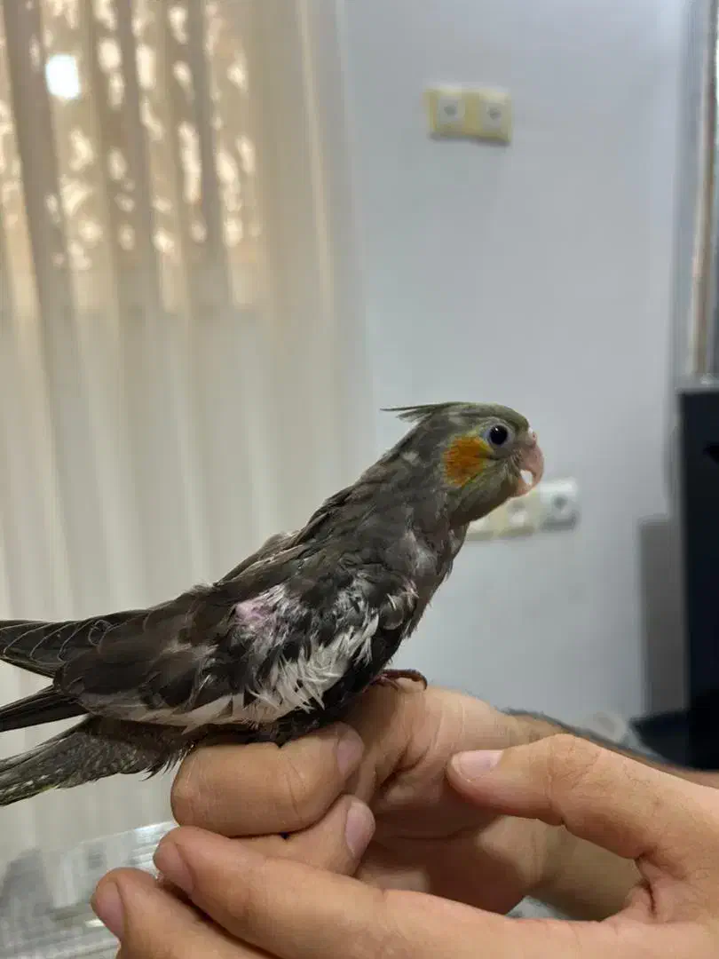 عروس هلندی لوتینو و آهویی|پرنده|کلاردشت, |دیوار