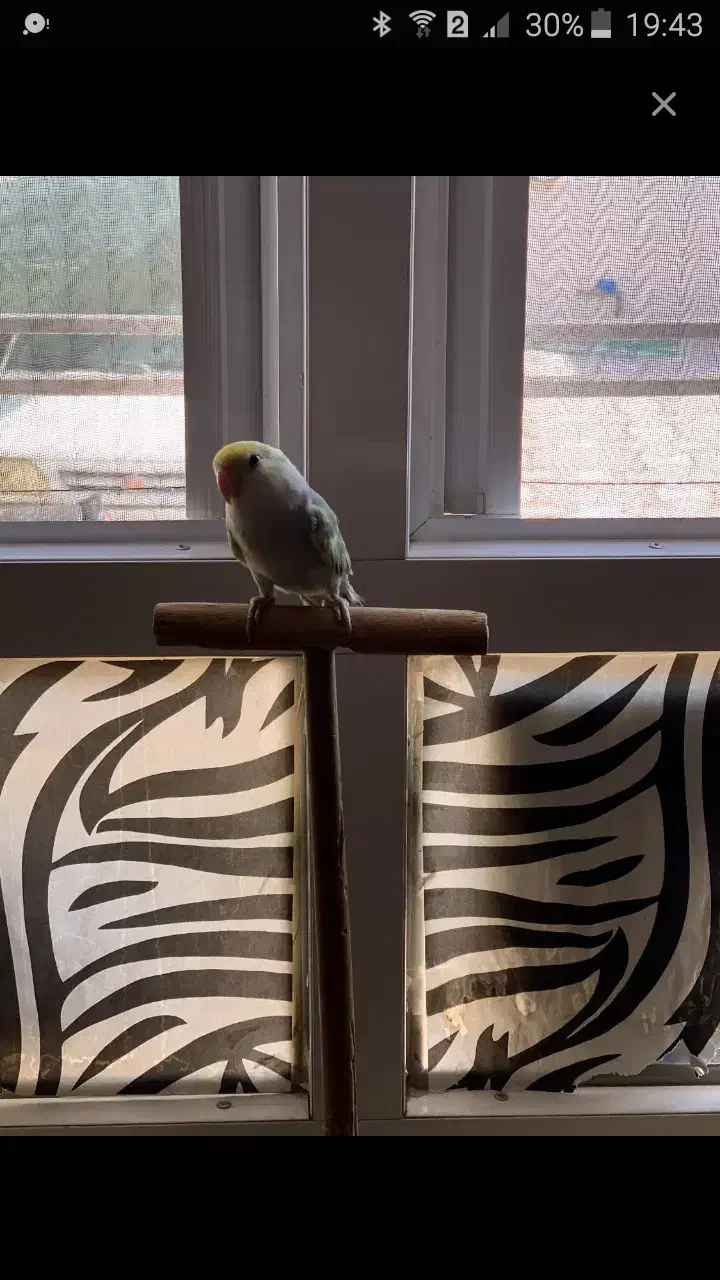 فروش و معامله ..کوتوله دستی|پرنده|مهر, |دیوار