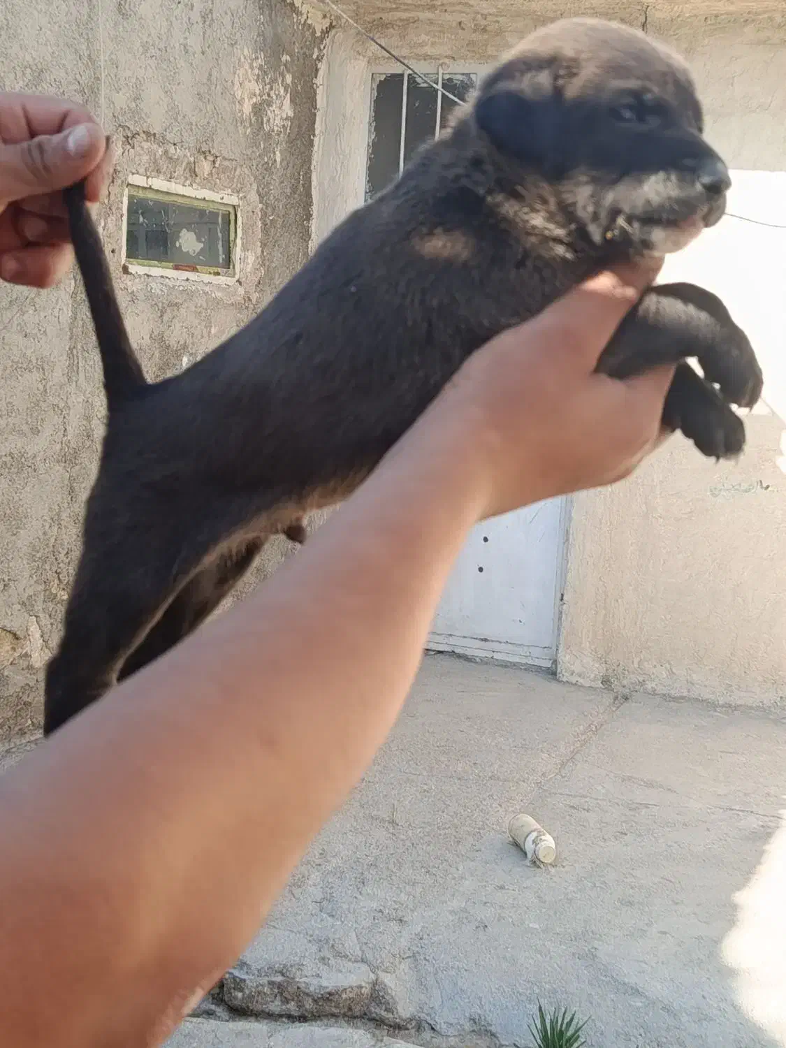 توله نر قدرجونی|سگ|رامهرمز, |دیوار