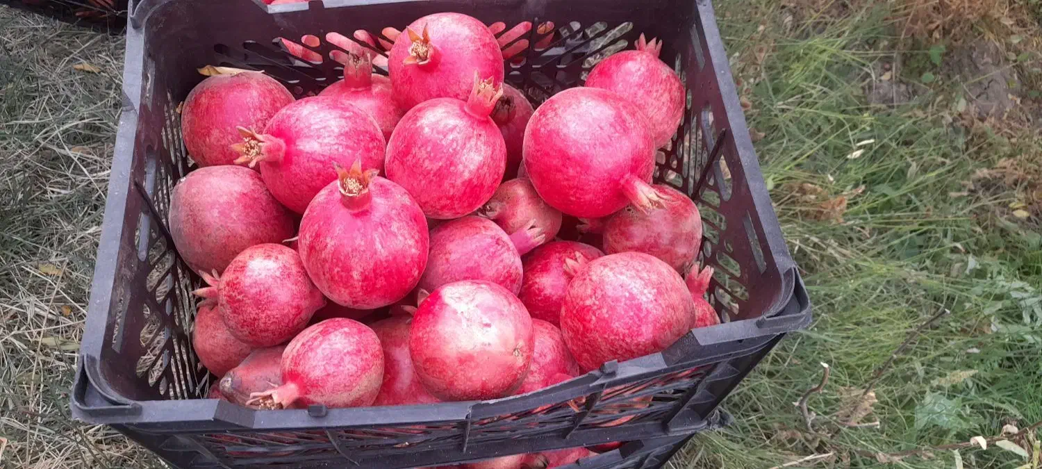 انار درجه یک|خوردنی و آشامیدنی|کوهنانی, |دیوار