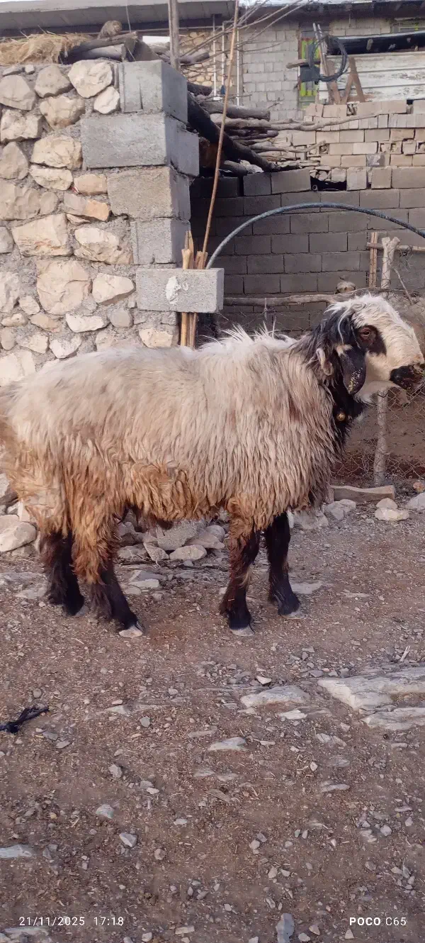 قوچ|حیوانات مزرعه|دیشموک, |دیوار