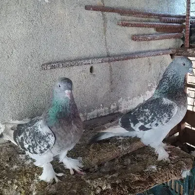 کفتر.|پرنده|قشم, |دیوار