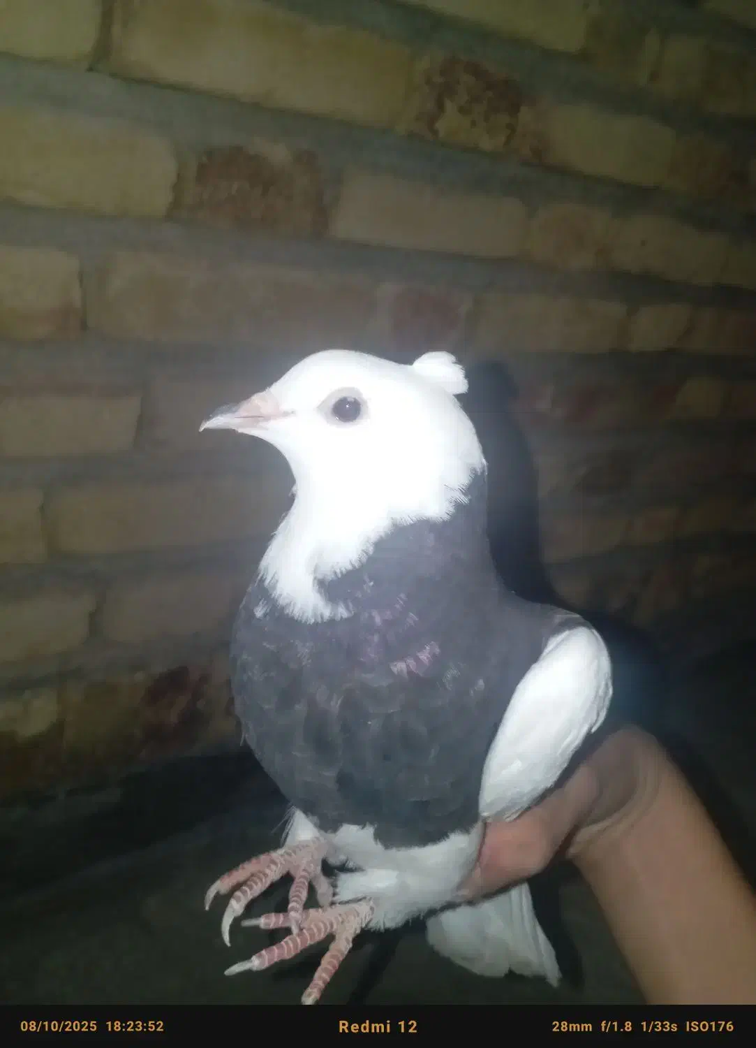 تخفیف پای معامله|پرنده|جوانرود, |دیوار