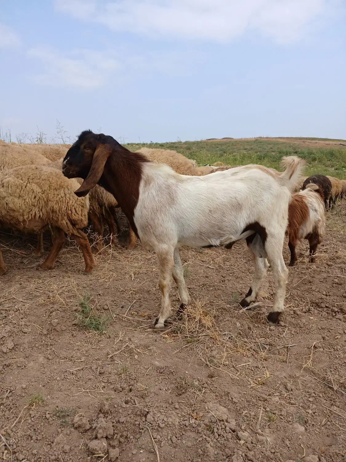 گوسفند|حیوانات مزرعه|قشلاق دشت, |دیوار