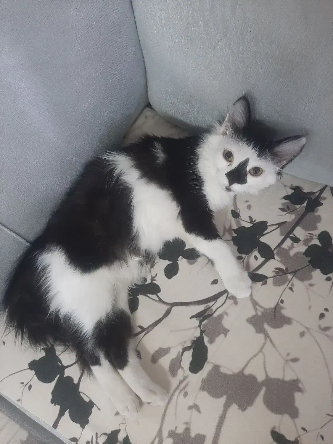 گربه فروشی|گربه|دزفول, |دیوار