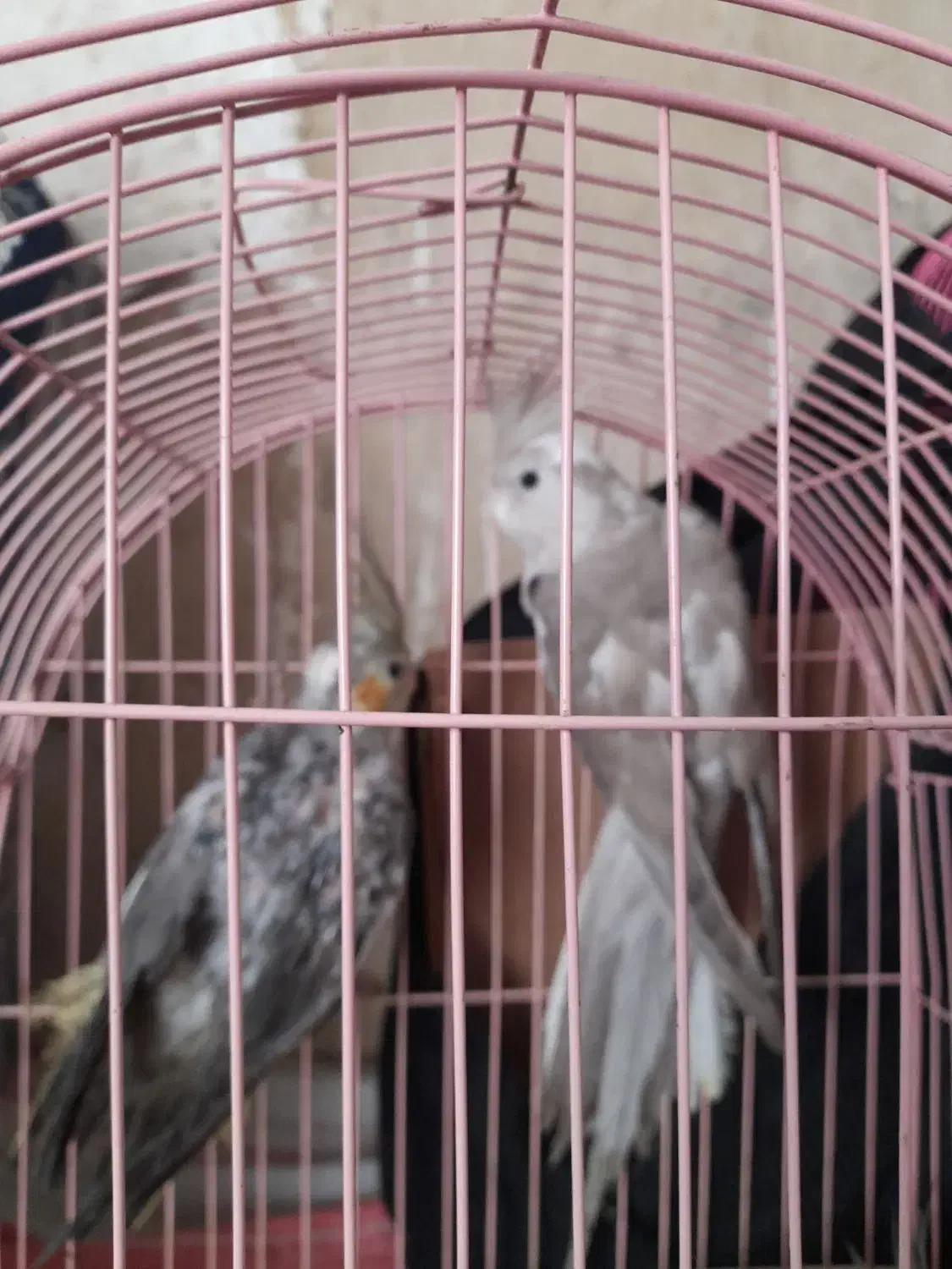 عروس هلندی|پرنده|گنبد کاووس, |دیوار