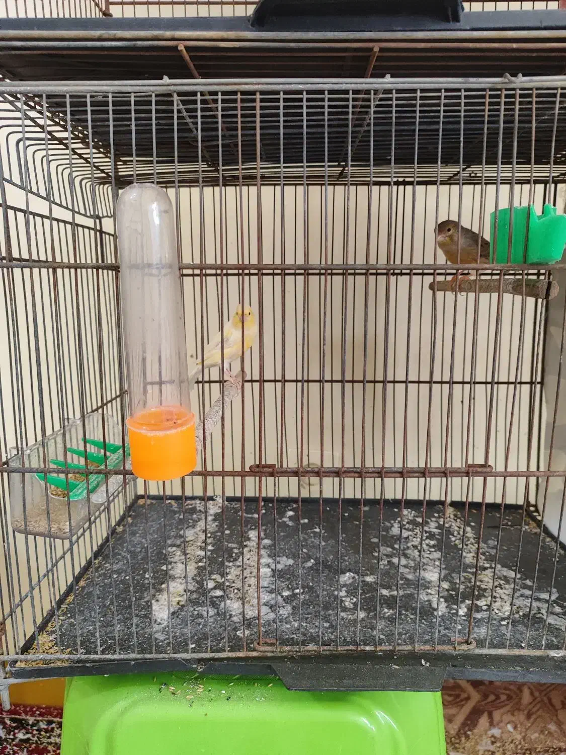 قناری ماده طلایی و سفید|پرنده|خورموج, |دیوار