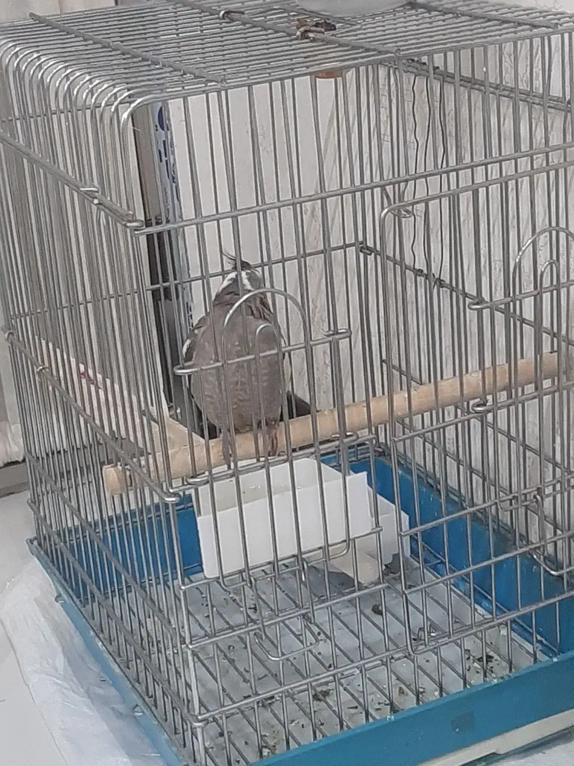 عروس هلندی|پرنده|برخوار, |دیوار