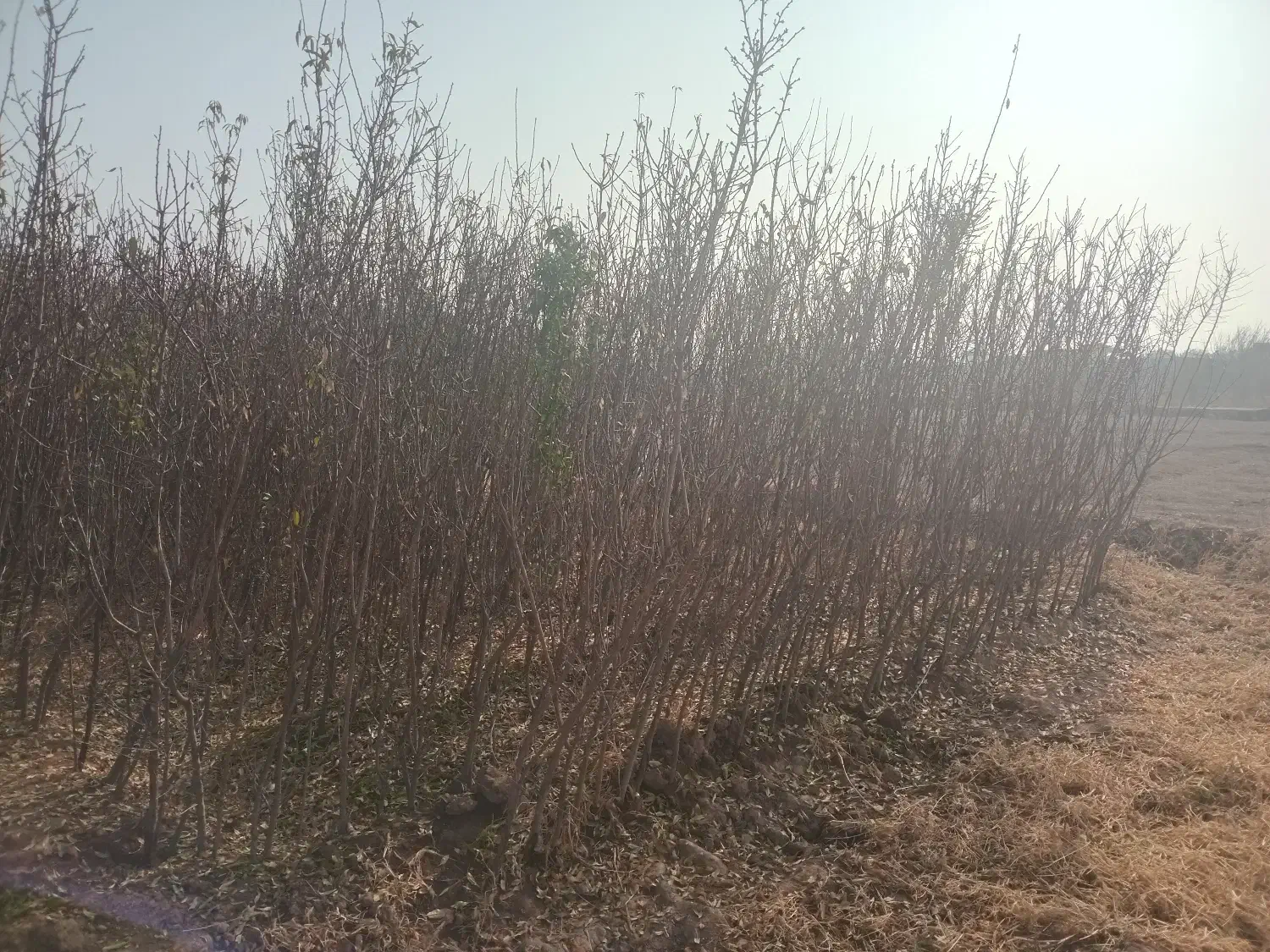 نهال بادام|خدمات باغبانی و درختکاری|خسروشاه, |دیوار