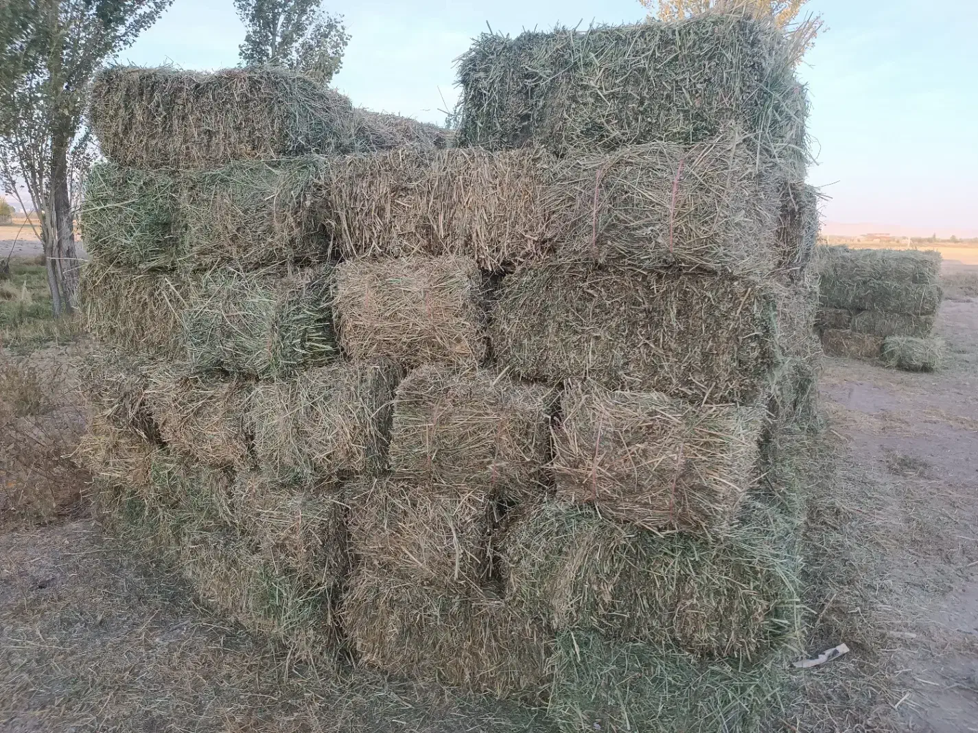 فروش یونجه چین اول پرس شده کاملا خشک|عمدهفروشی|سراب, |دیوار