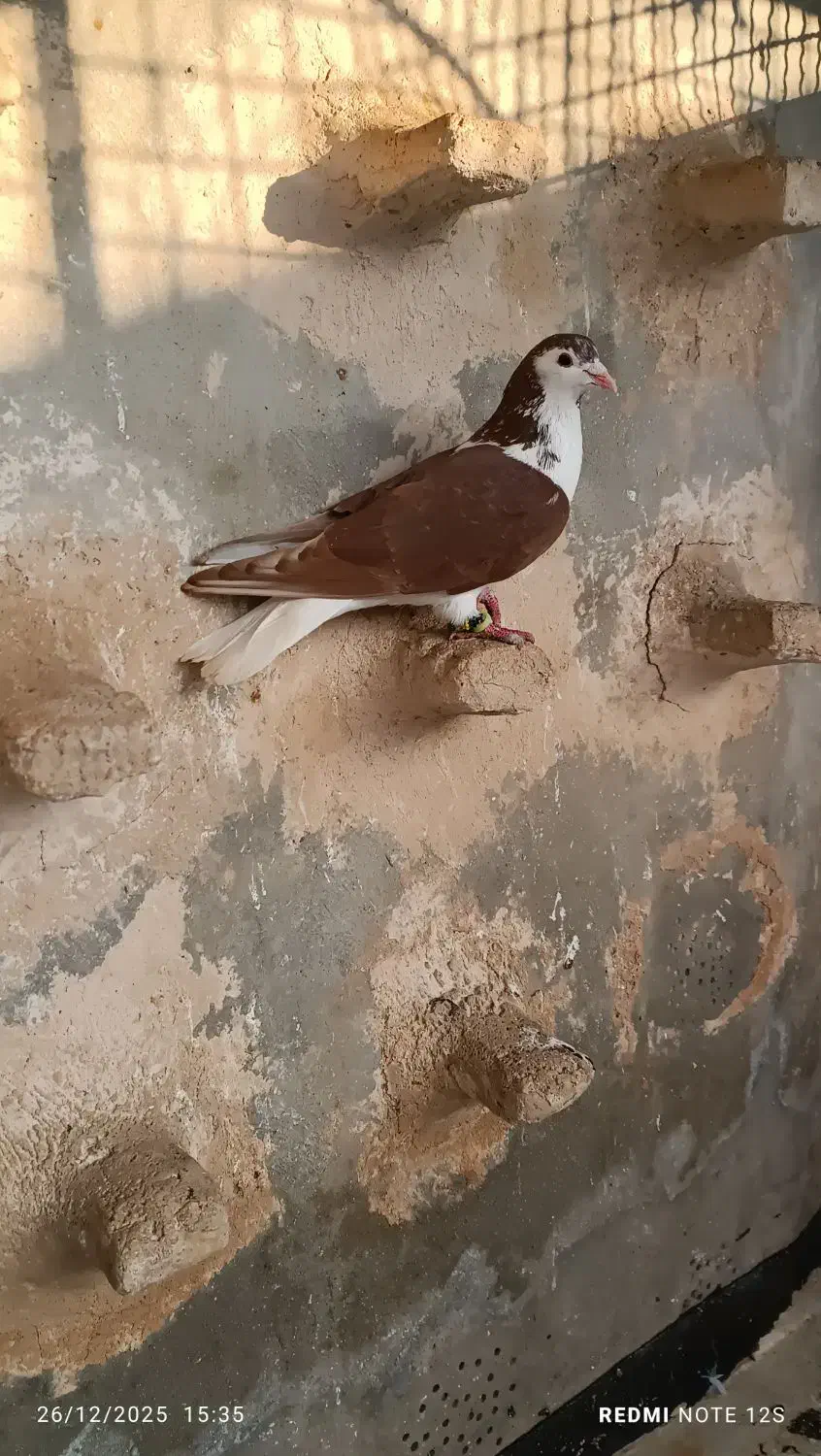 کفتر‌|پرنده|تربت‌حیدریه, پارک پرستار|دیوار