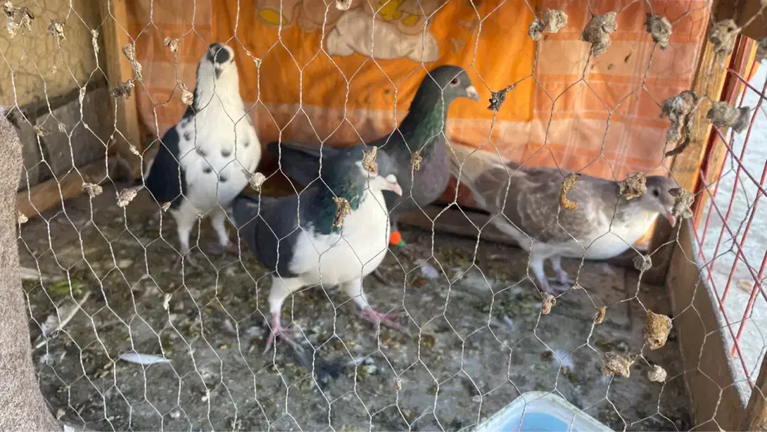 چهار عدد پرشی گرفتی نر|پرنده|سبزوار, توحیدشهر|دیوار