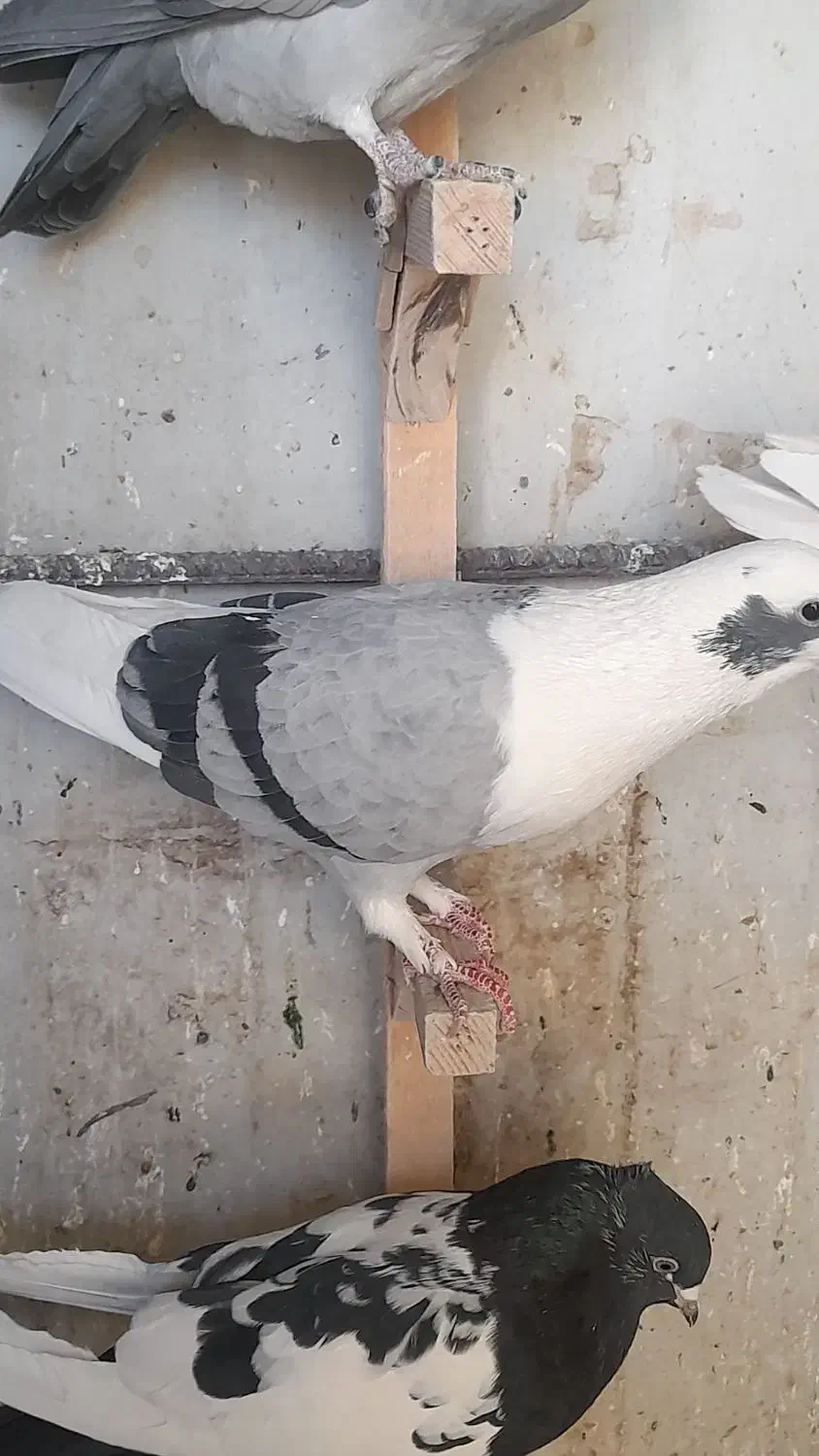 پشت سبز شهری|پرنده|شیراز, تندگویان|دیوار