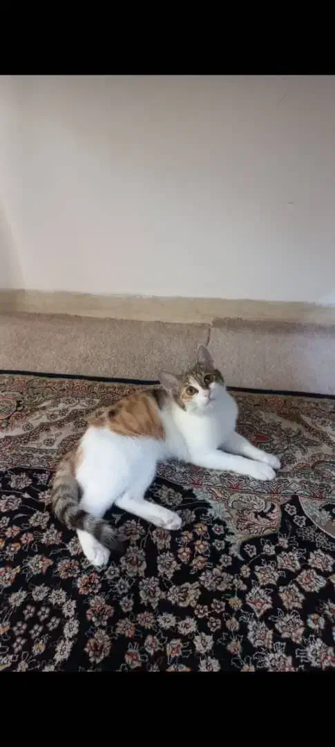 واگذاری گربه|گربه|شیراز, امام حسین|دیوار