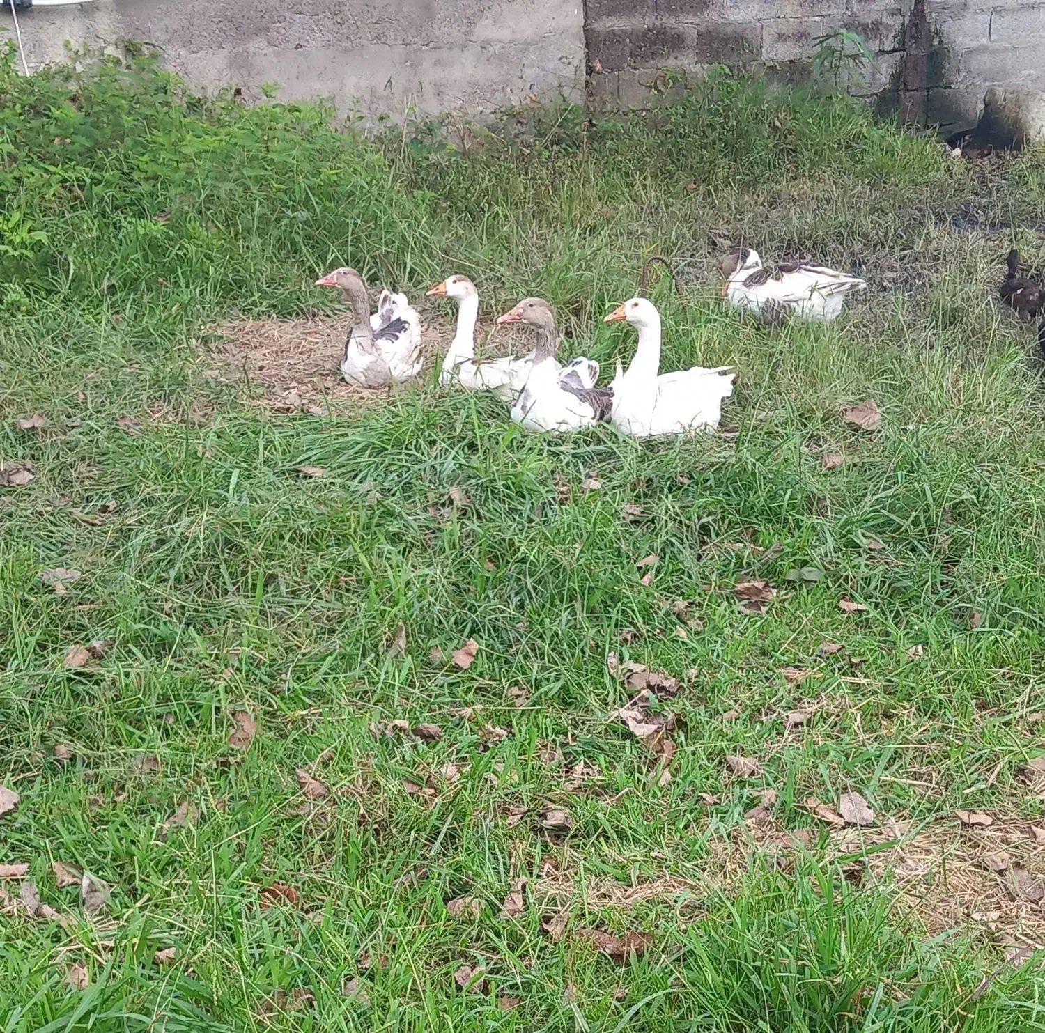 غاز های چهارماهه|حیوانات مزرعه|لولمان, |دیوار