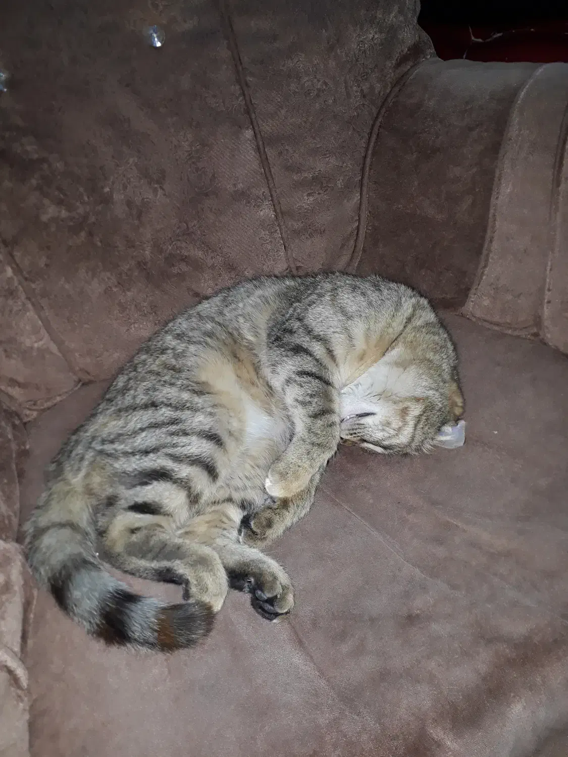 گربه آرام|گربه|نیشابور, پارک منابع طبیعی|دیوار