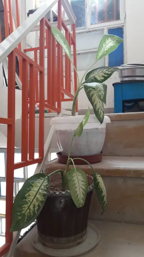 فروش گل های آپارتمانی|گل و گیاه طبیعی|کازرون, |دیوار