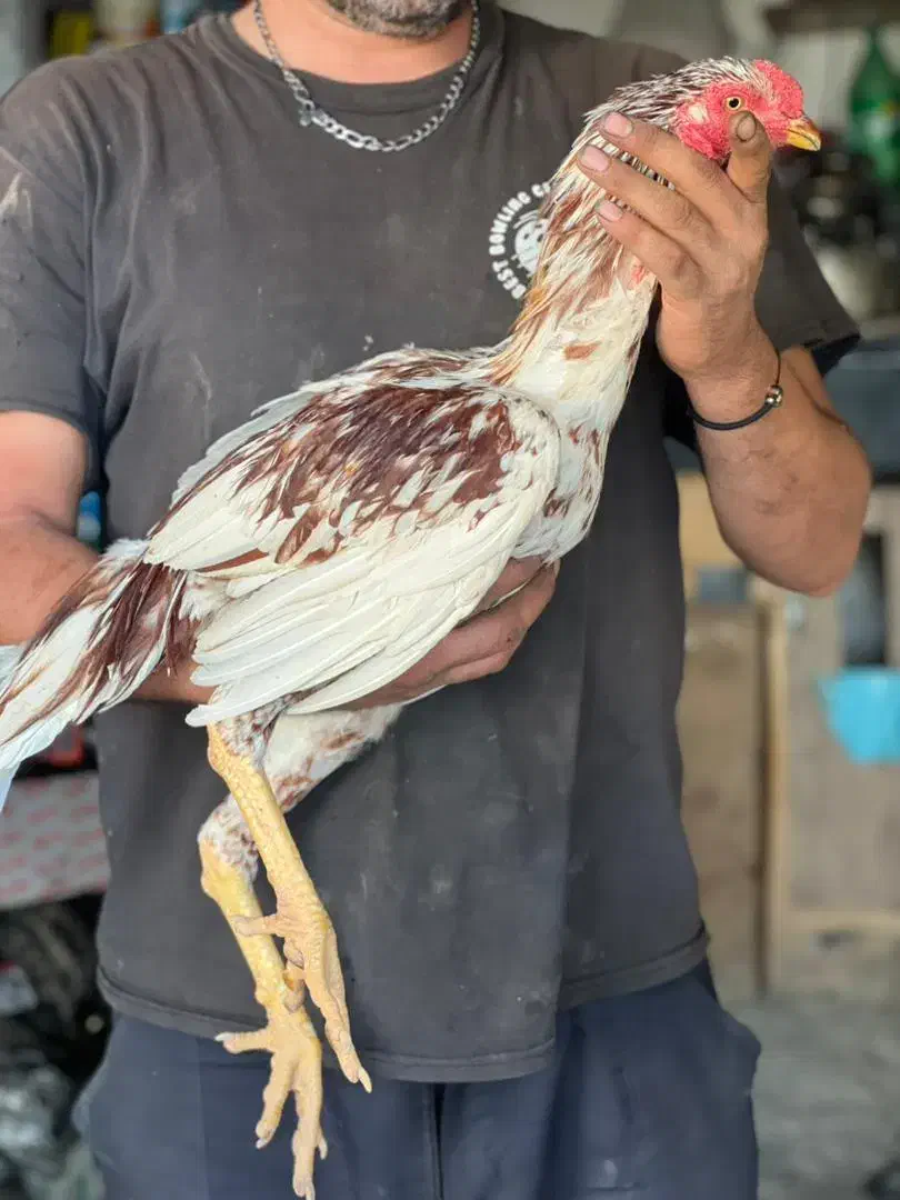 جوجه مرغ و خروس . درجه ی یک|حیوانات مزرعه|هشتگرد, شهرک بعثت|دیوار