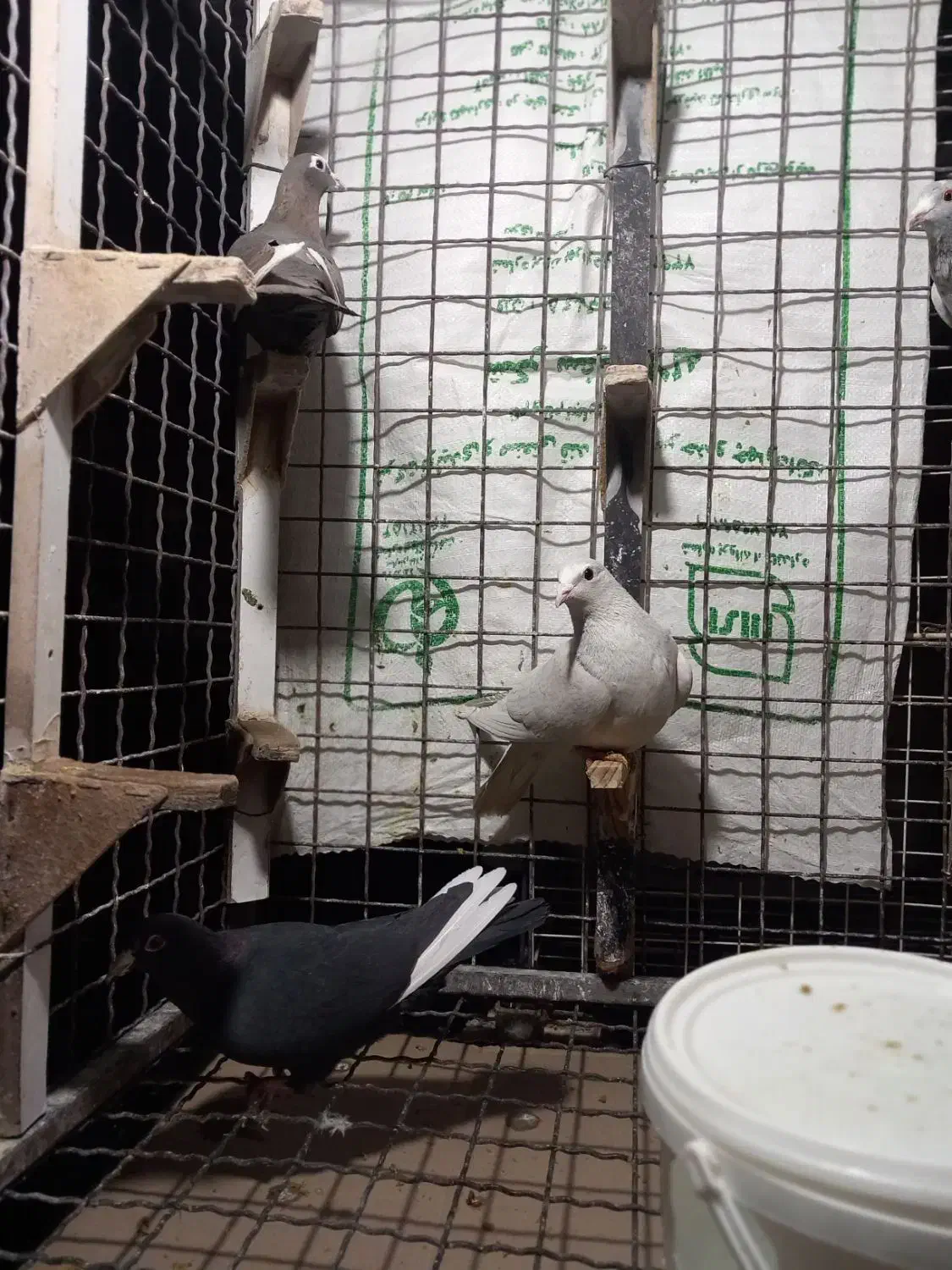 قره شهری|پرنده|شیراز, شهرک قمشه|دیوار