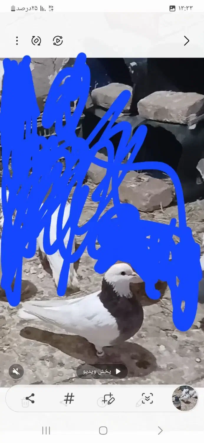 کبوتر گمشده|حیوانات|قروه, |دیوار