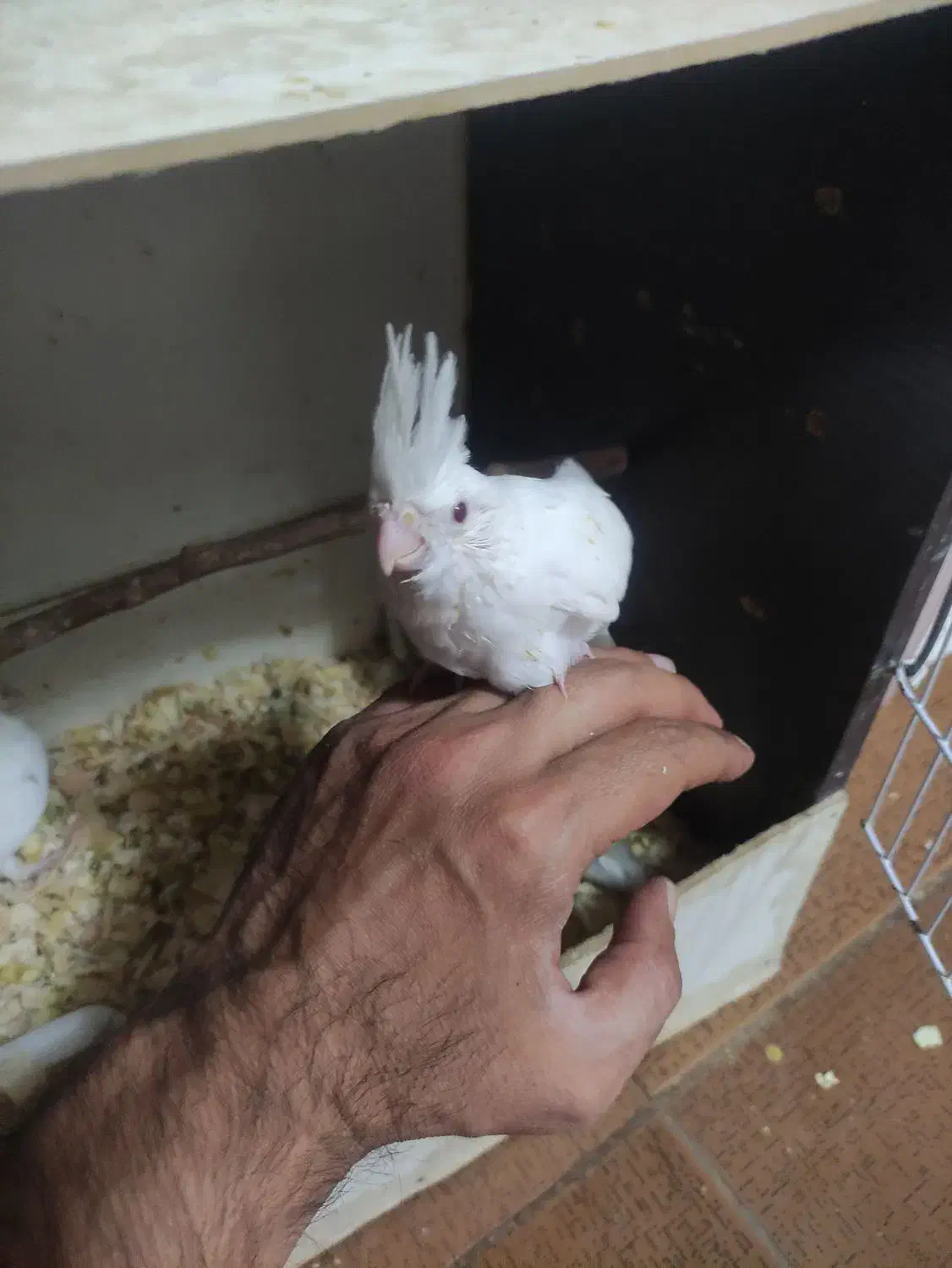 جوجه عروس هلندی|پرنده|قم, کیوانفر|دیوار