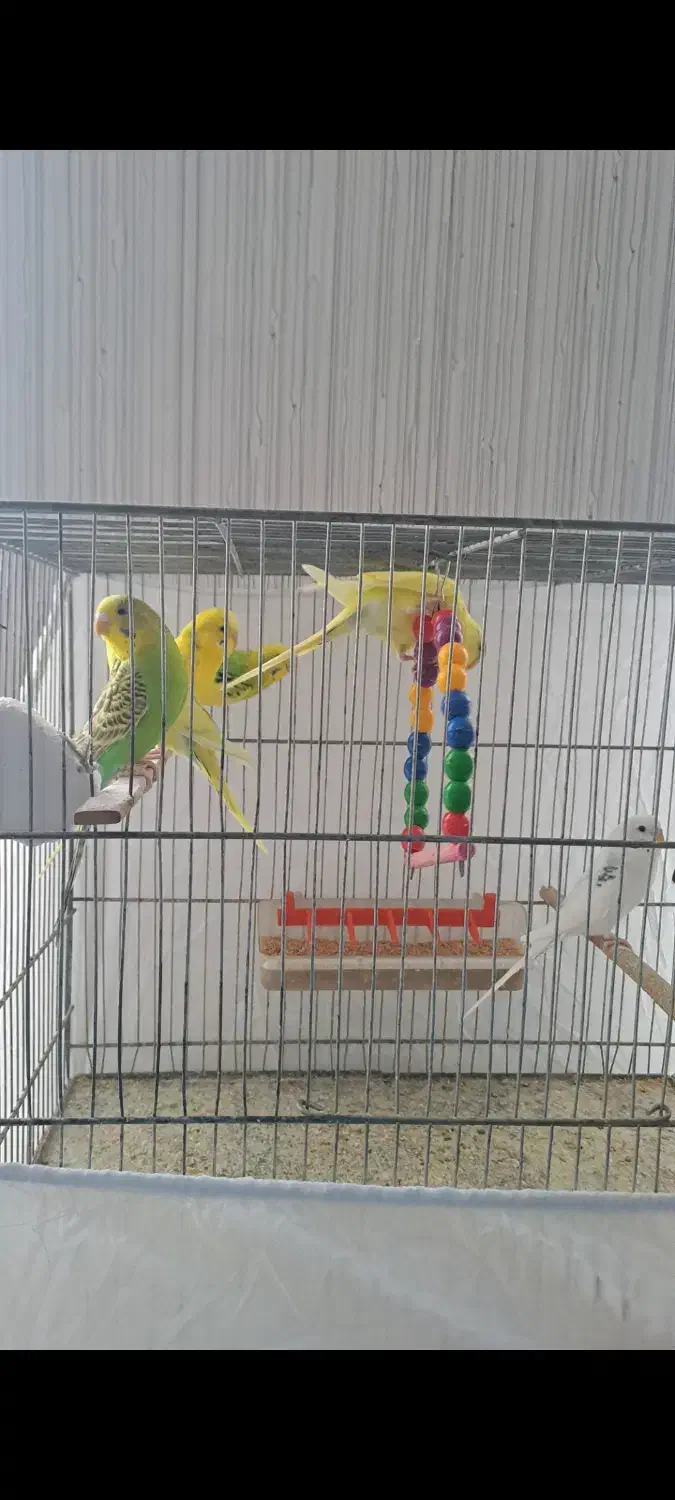 فروش عروس و مرغ عشق|پرنده|تفرش, |دیوار