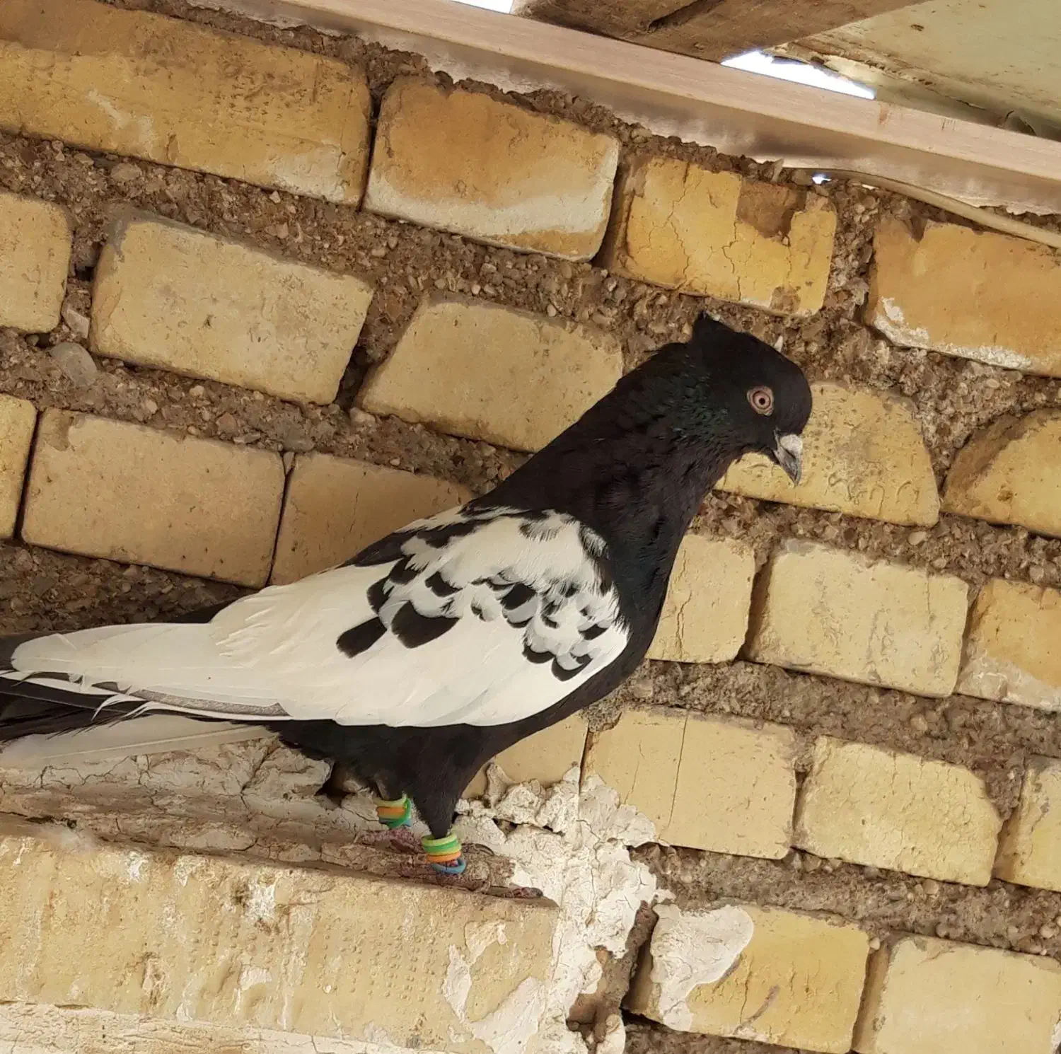 کبوتر نر سینه سیاه|پرنده|حمیدیه, |دیوار