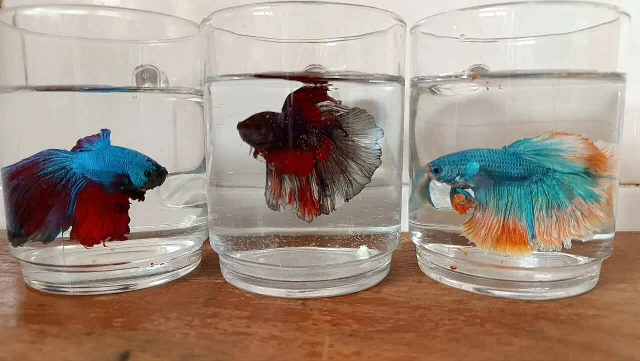 فایتر هالفمون|ماهی|قزوین, |دیوار