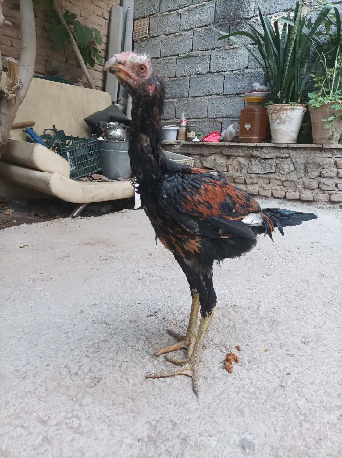 خروس  لاری اصل|حیوانات مزرعه|بناب, |دیوار