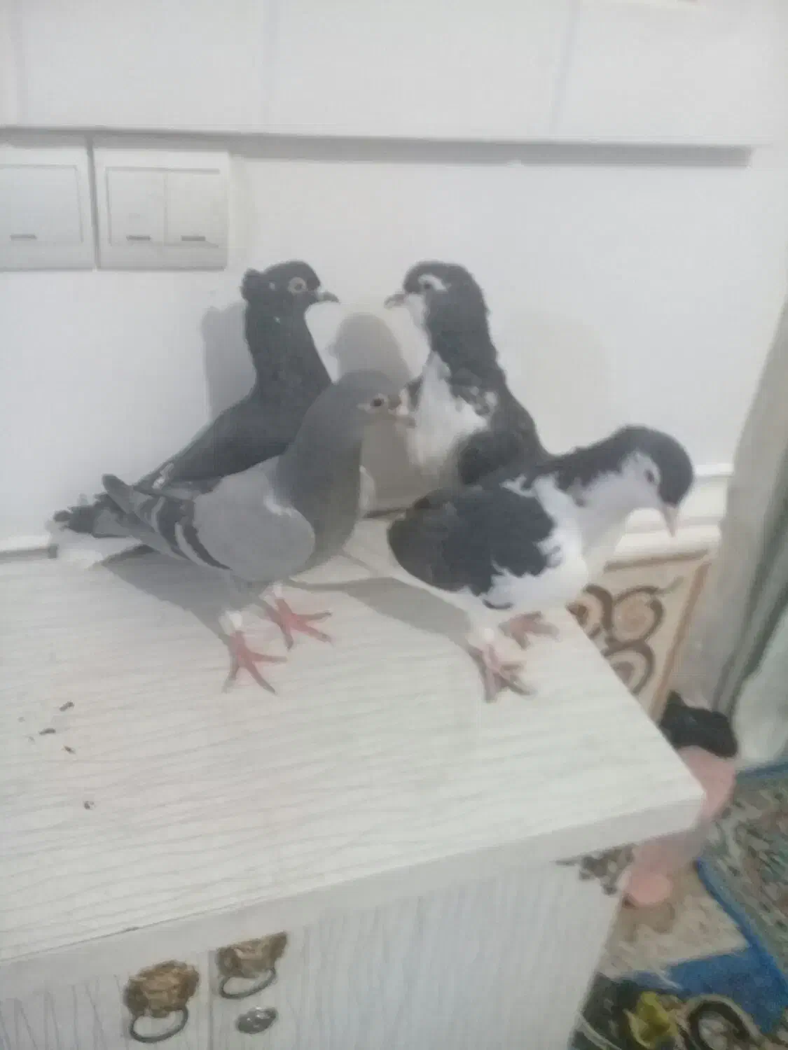 فروش چهارعددکبوتر|پرنده|جنت, |دیوار