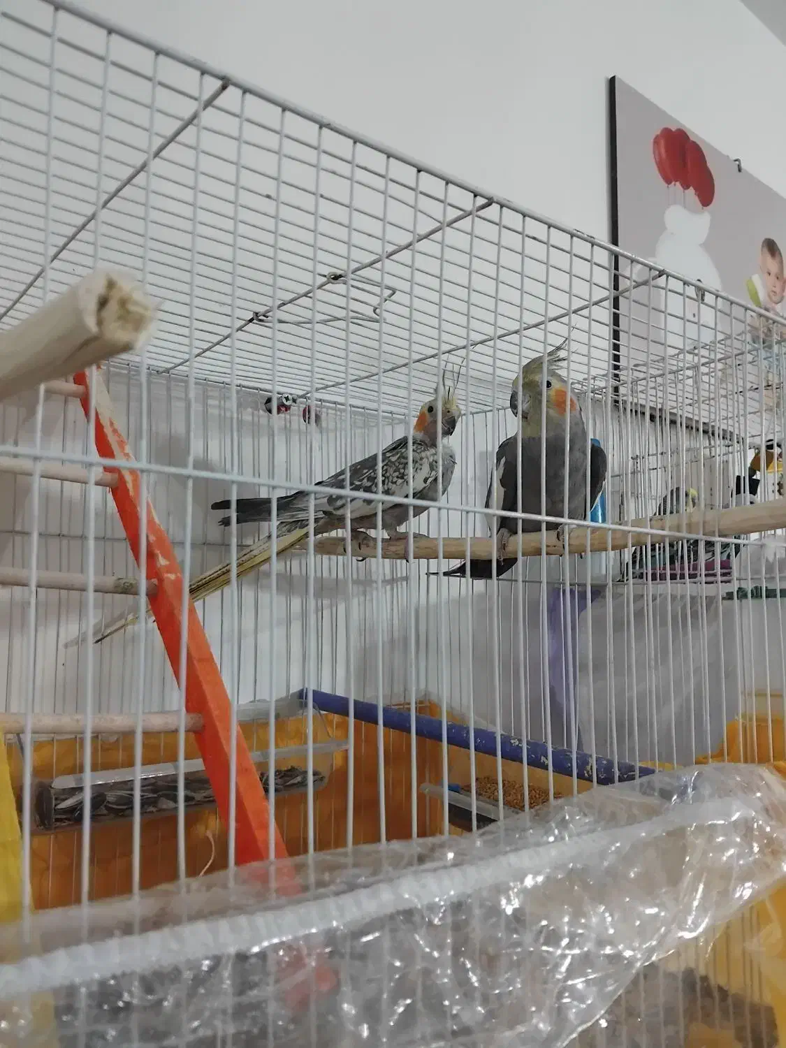 عروس هلندی|پرنده|هریس, |دیوار