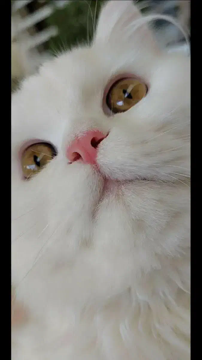 فروش به خاطر مهاجرت|گربه|سردشت, |دیوار