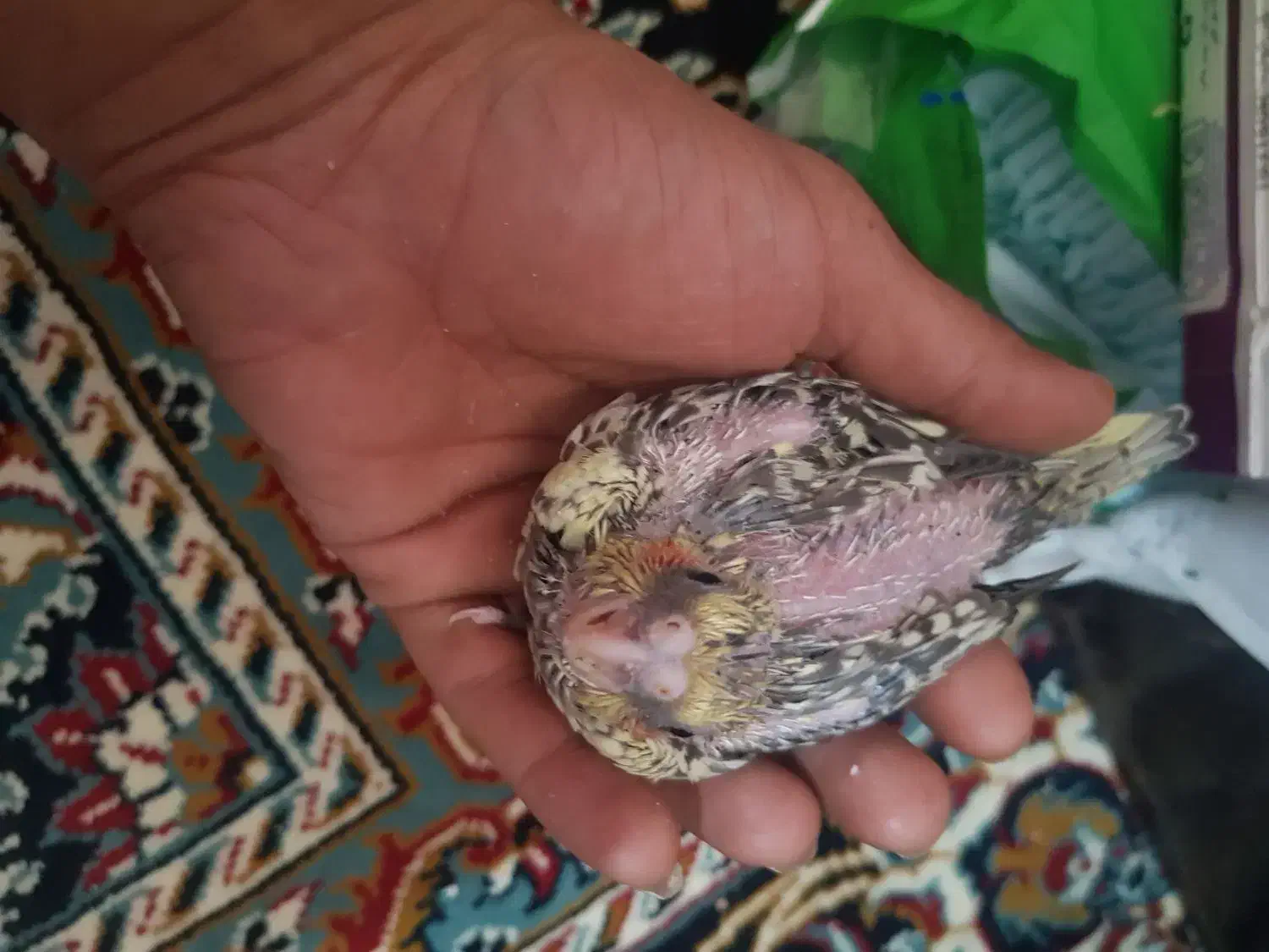 باسلام تعدادی جوجه عروس سرلاکی|پرنده|تربتحیدریه, داروپخش|دیوار