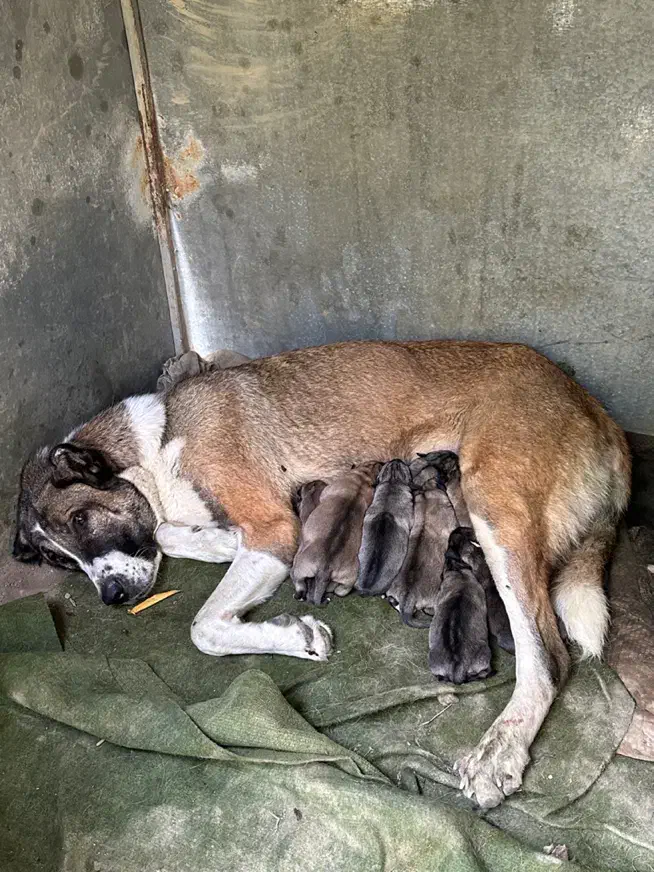 ماده سراب عراقی|سگ|هشتگرد, سعید آباد|دیوار