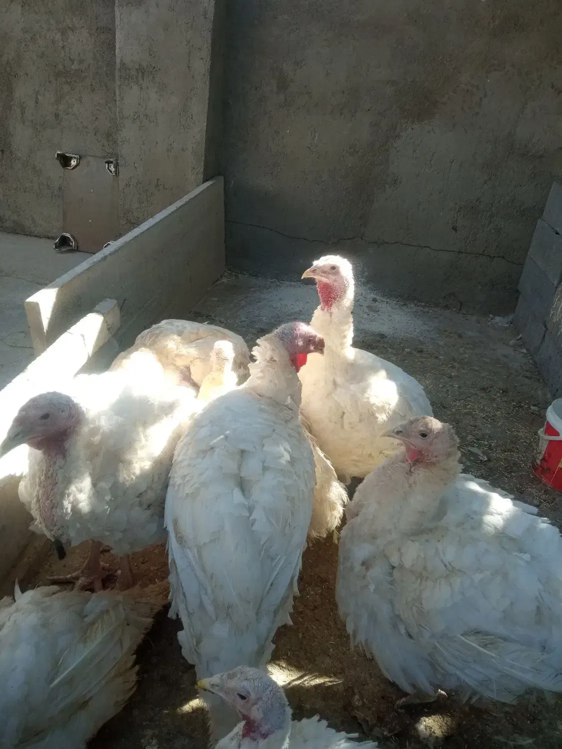 بوقلمون پرورشی|حیوانات مزرعه|بیستون, |دیوار