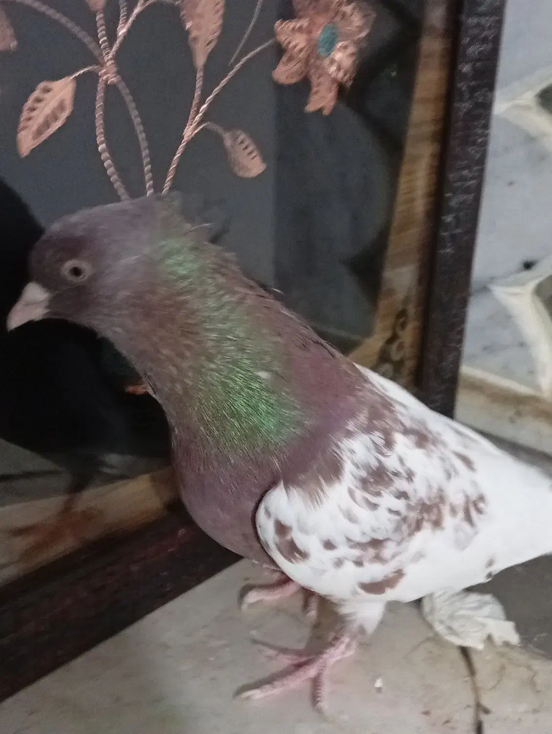 جفت نرماده|پرنده|بم, |دیوار