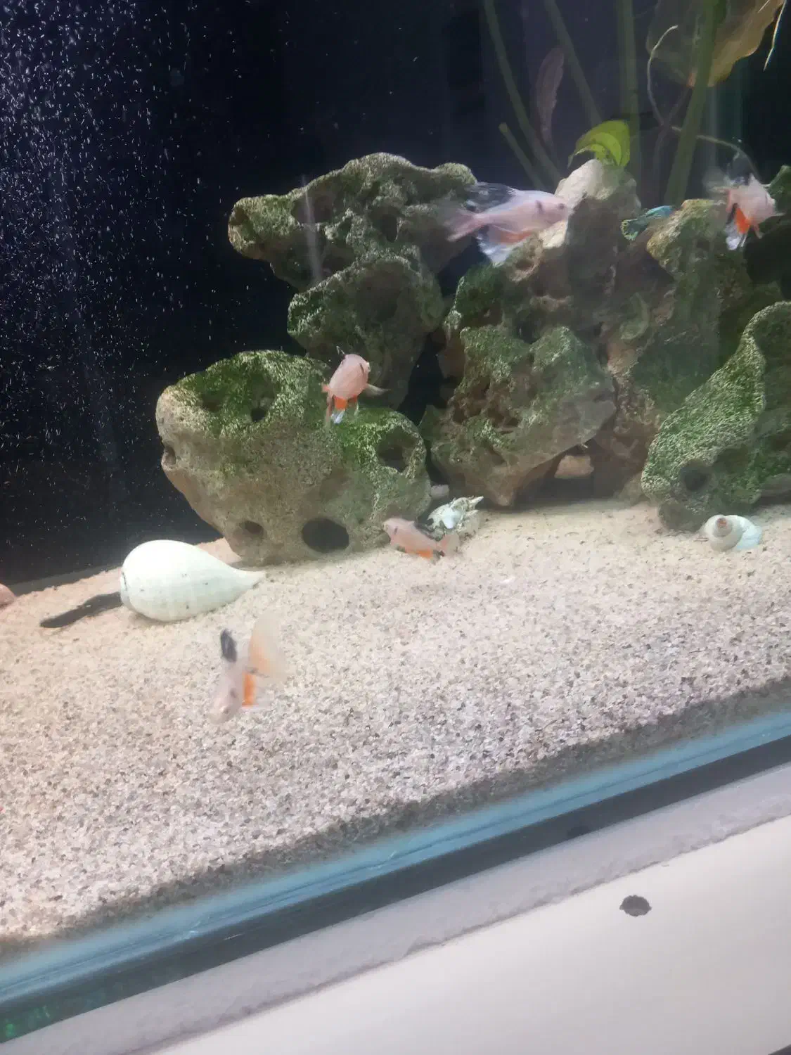 تترا جواهری باله بلند|ماهی|اردبیل, |دیوار