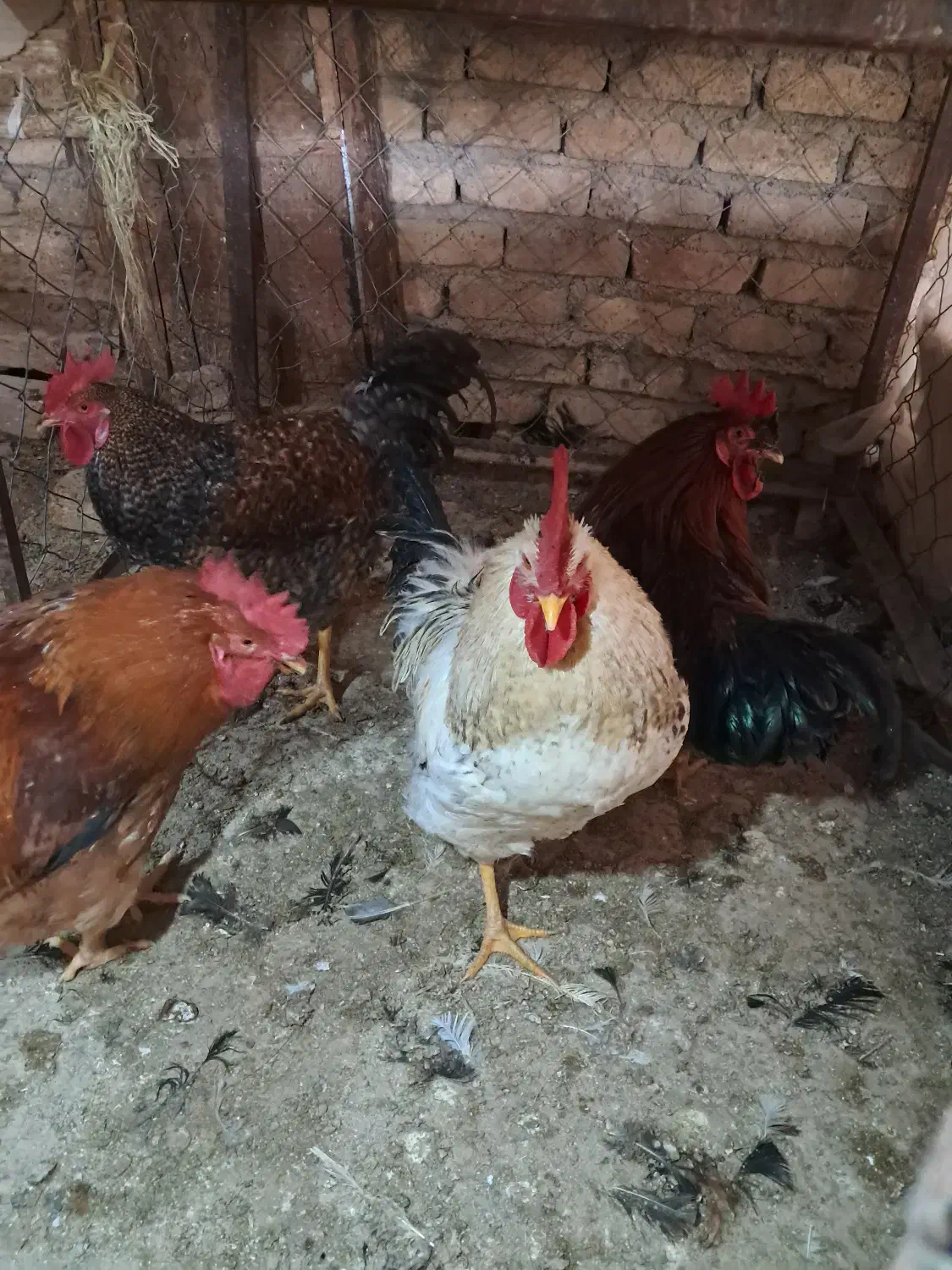 خروس درجه ۱|حیوانات مزرعه|هشتگرد, شهرک وحدت|دیوار