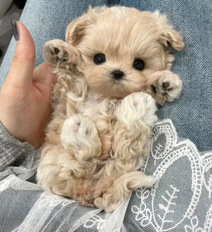 پودل کراس|سگ|تهران, پونک|دیوار