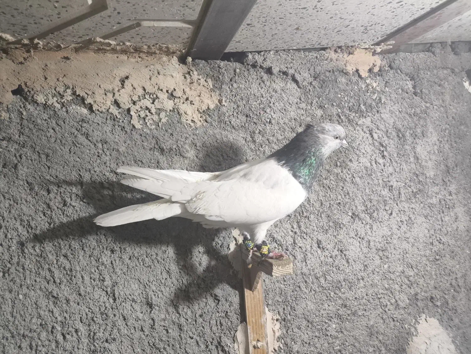 کفتر|پرنده|مشهد, محمدآباد|دیوار