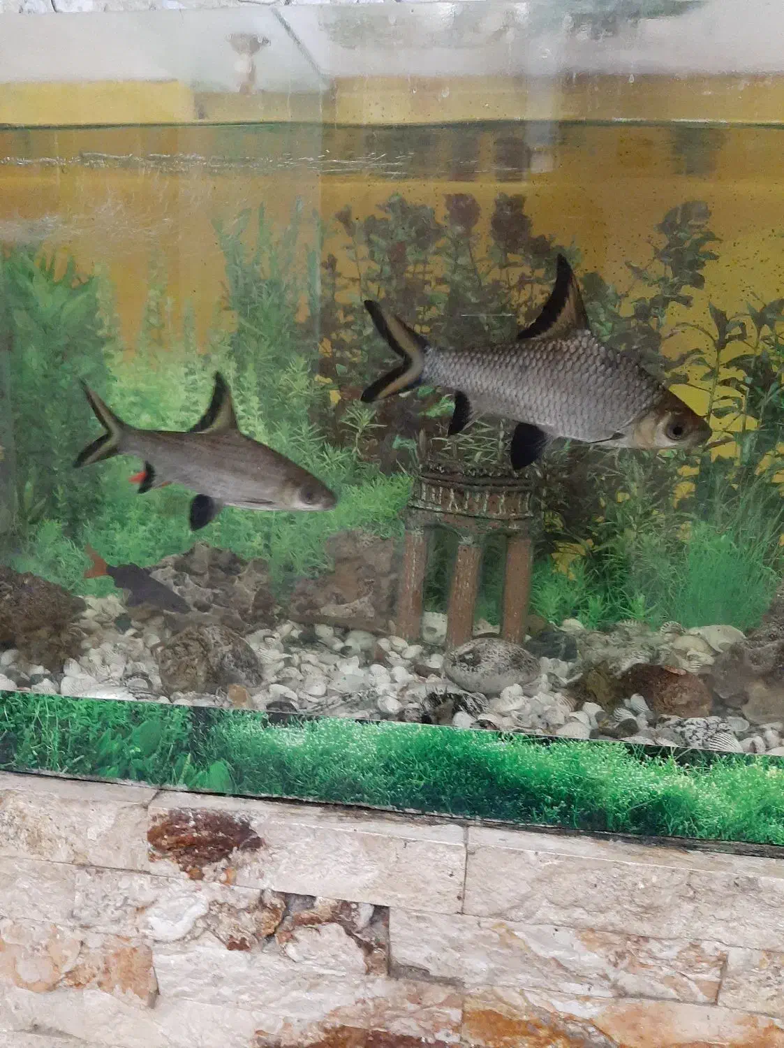 آکواریوم با کل وسایل|ماهی|محمدشهر, محمدشهر|دیوار