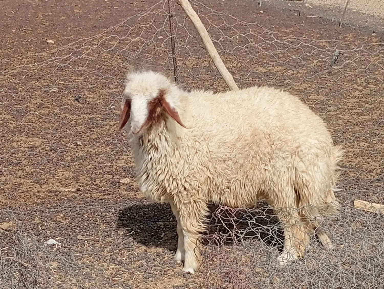 بره قوچ سنجابی اصل|حیوانات مزرعه|کوزران, |دیوار