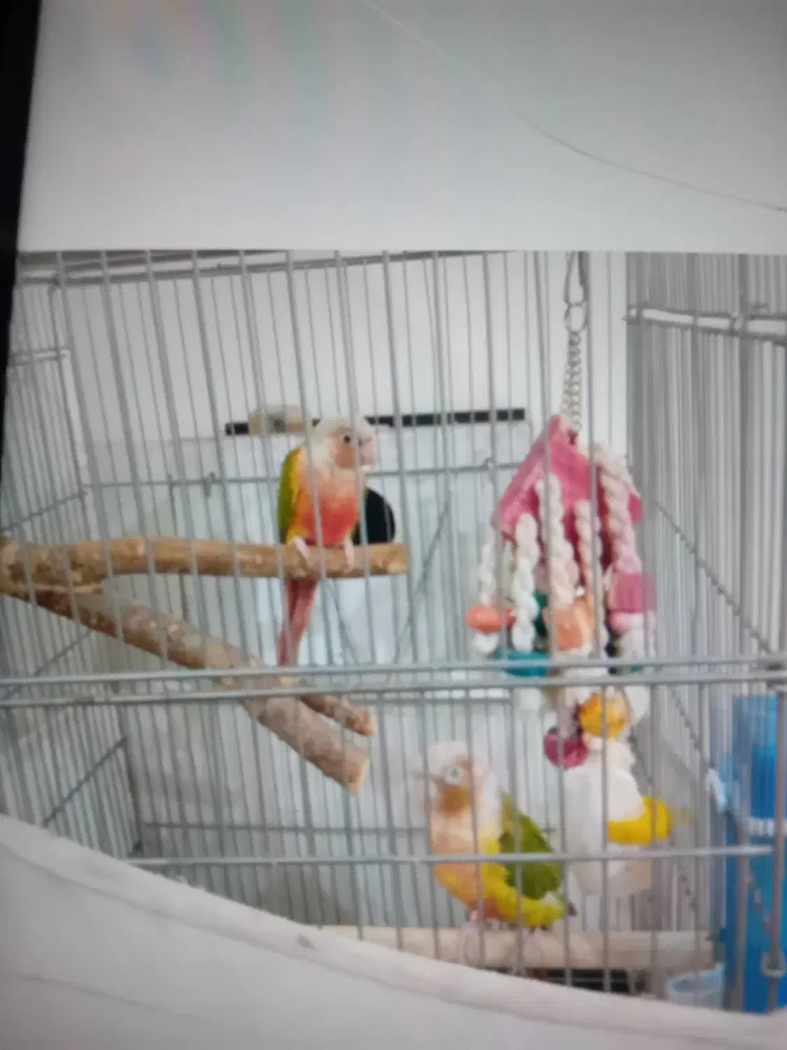 گرینچگ آناناسی رد|پرنده|تبریز, |دیوار