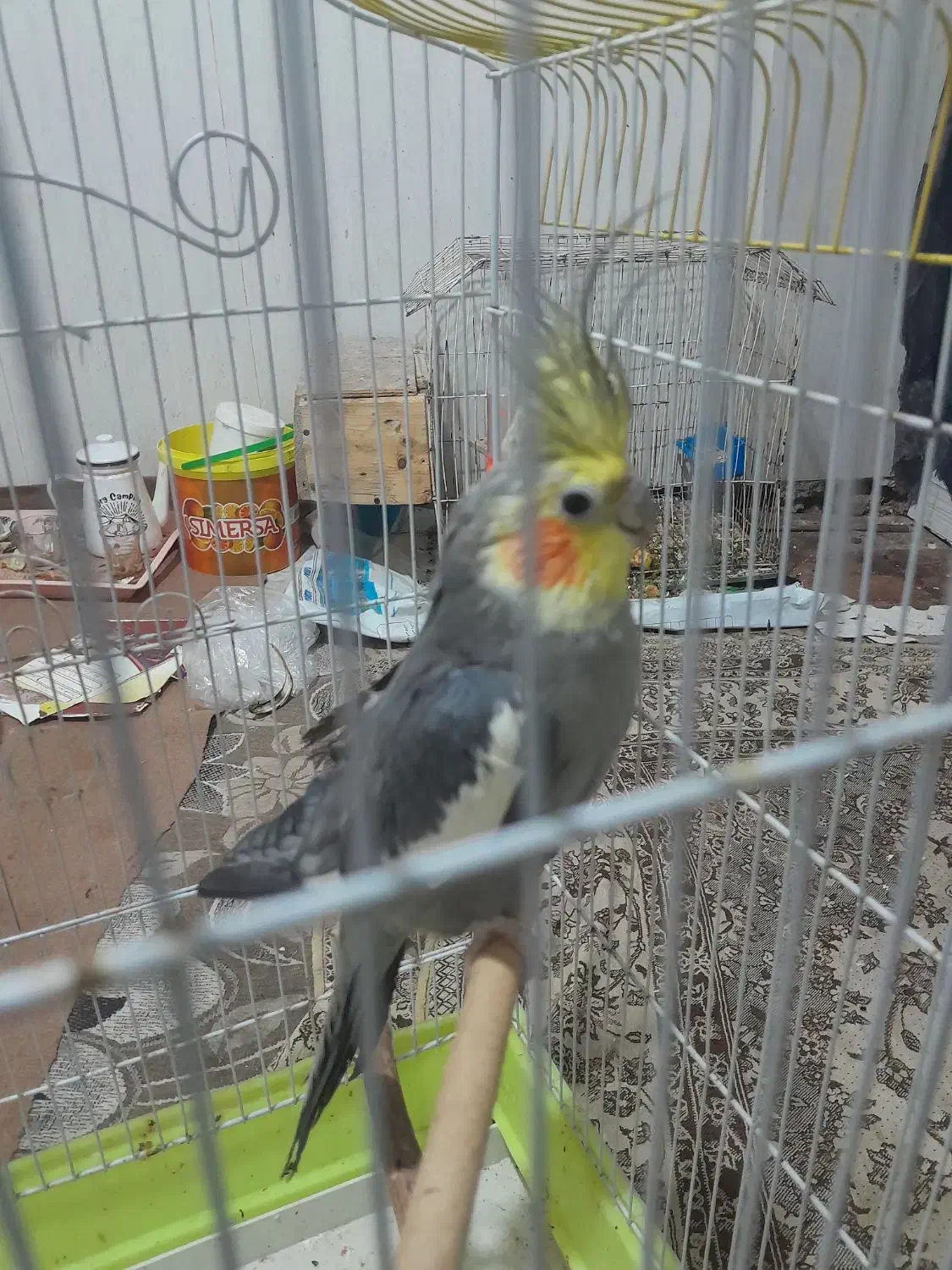 بوشهر چغادک|پرنده|چغادک, |دیوار