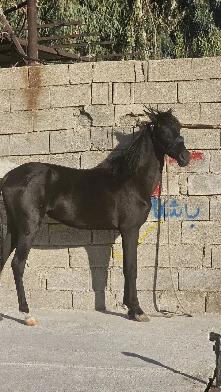 کره نریون|اسب و تجهیزات اسب‌سواری|بهبهان, |دیوار