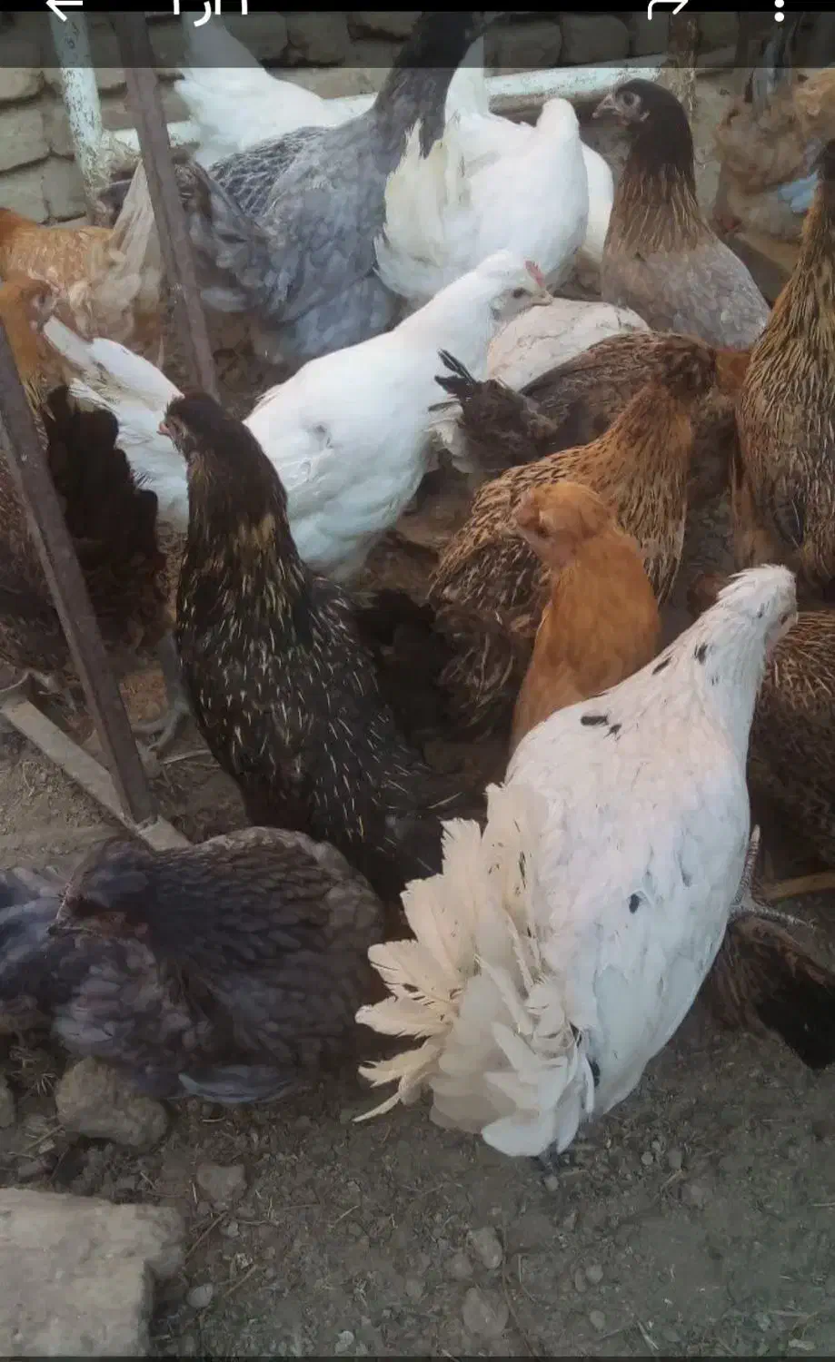 نیم چه کاکلی مطابق عکس|حیوانات مزرعه|گلپایگان, |دیوار