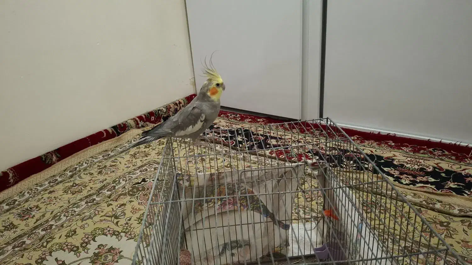 عروس هلندی|پرنده|همدان, |دیوار