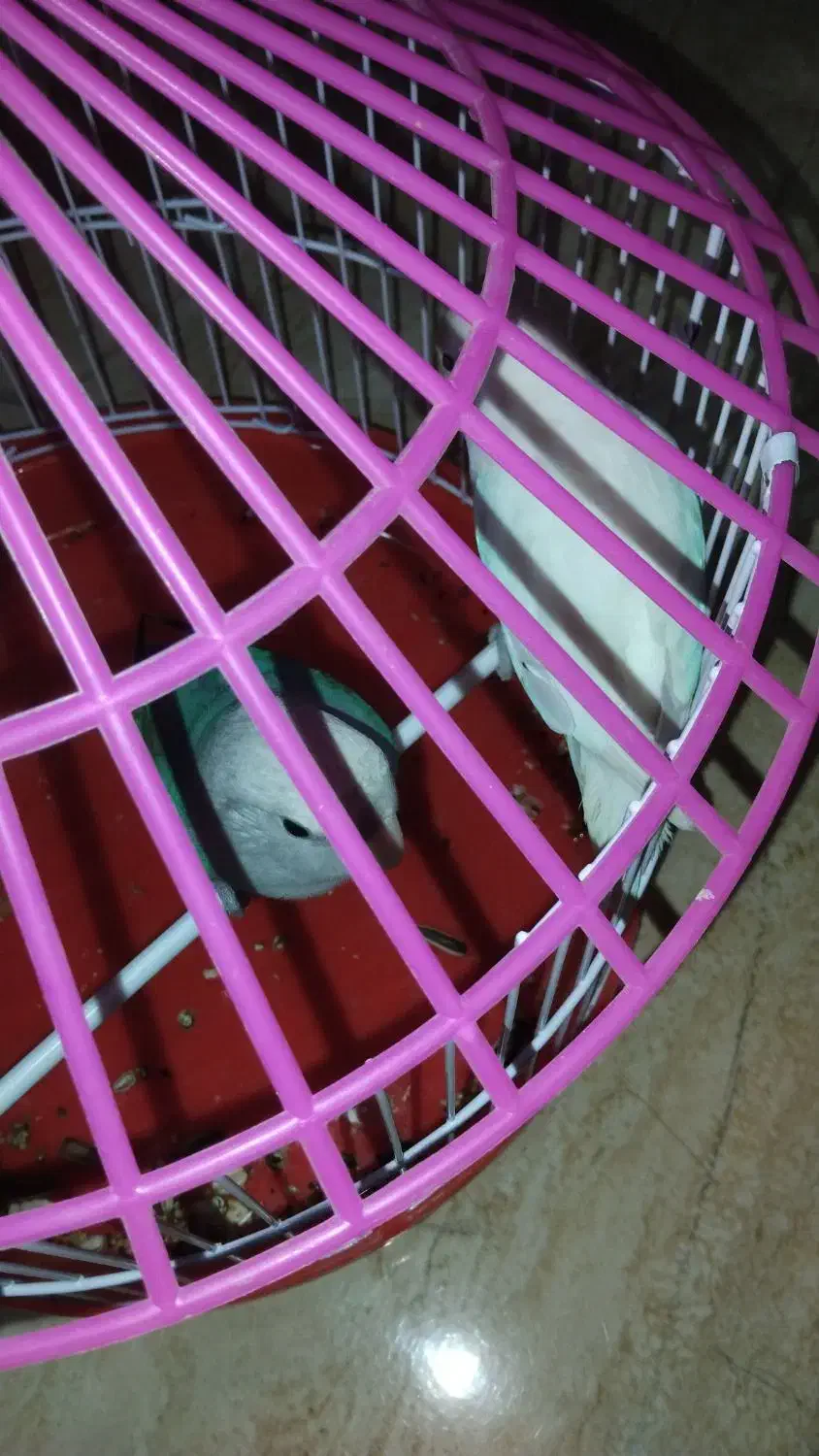 یک جفت طوطی کوتوله آماده تخم|پرنده|ایرانشهر, |دیوار