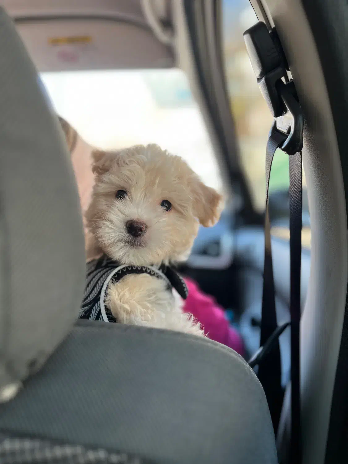 سگ مالتیپو|سگ|تهران, علم و صنعت|دیوار